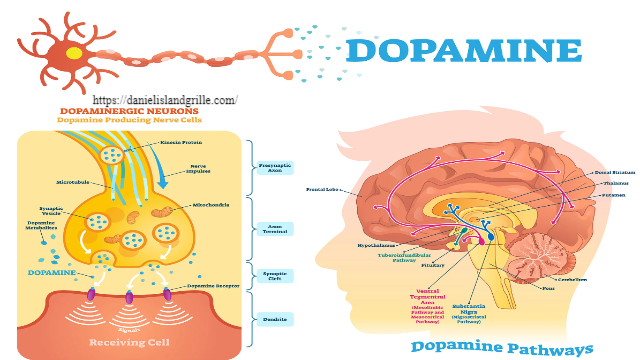 Hormon Dopamine: Fungsi - Pengaruh dan Cara Meningkatkannya